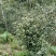 江西高山小籽山茶油