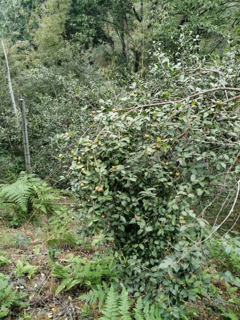 江西高山小籽山茶油