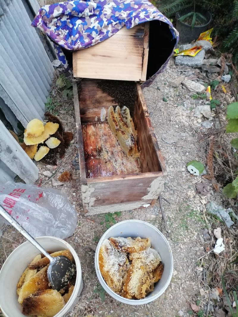 自家土蜂密