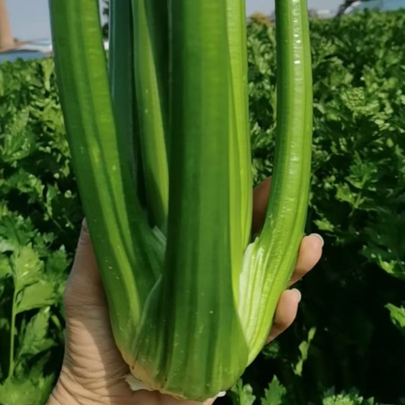 优质西芹大量有货
