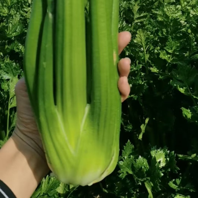 优质西芹大量有货