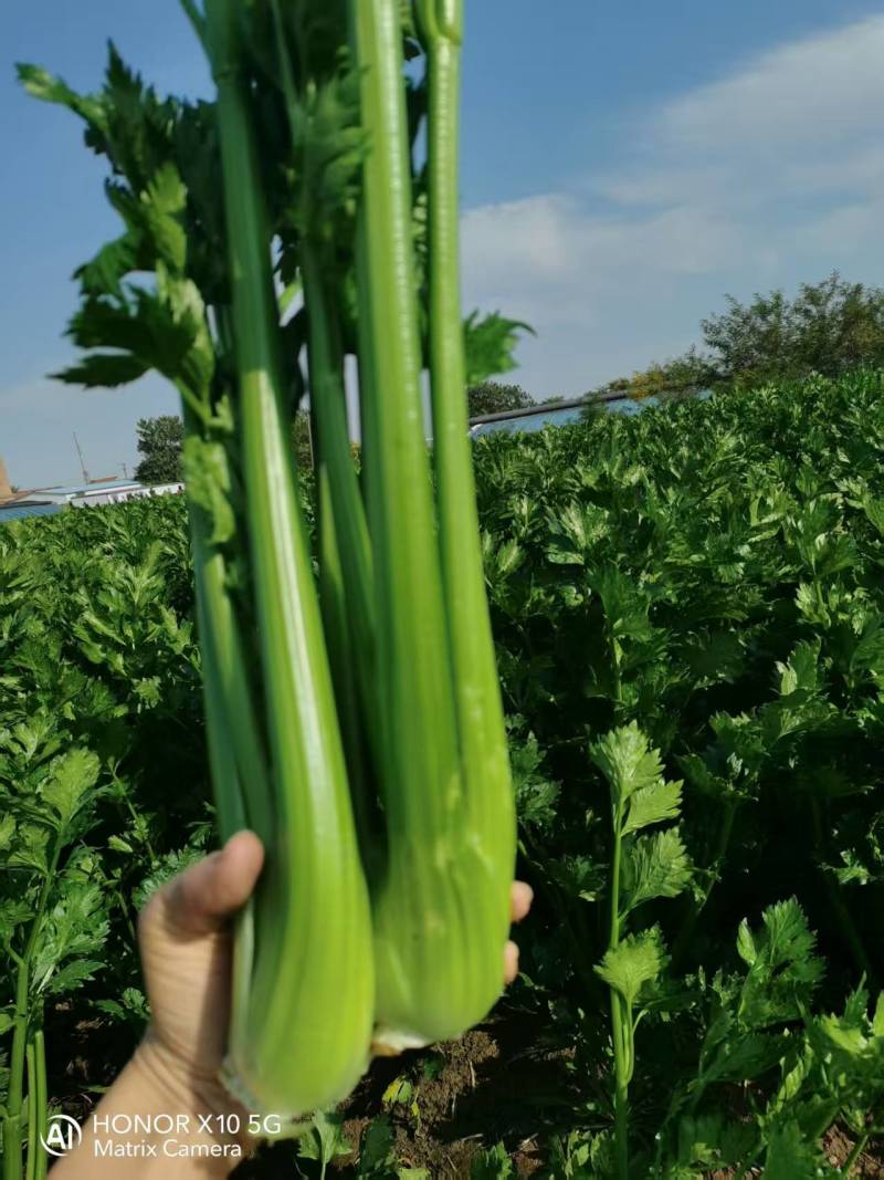 优质西芹大量有货