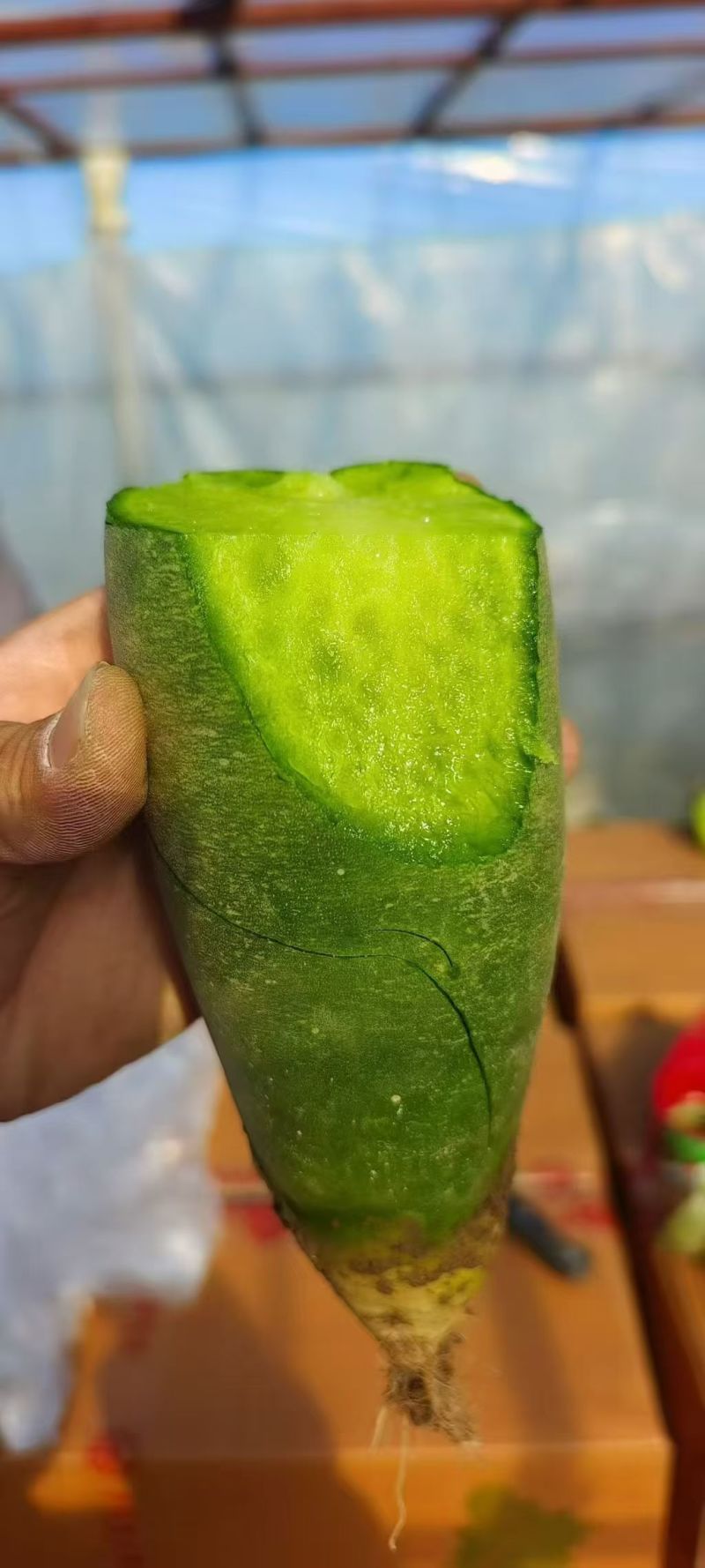 正宗沙窝萝卜