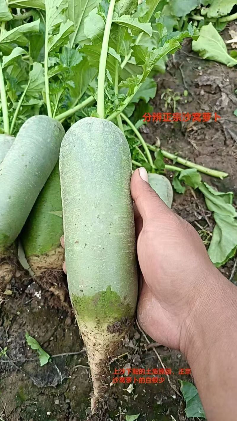 正宗沙窝萝卜