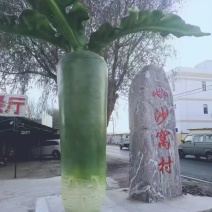 正宗沙窝萝卜