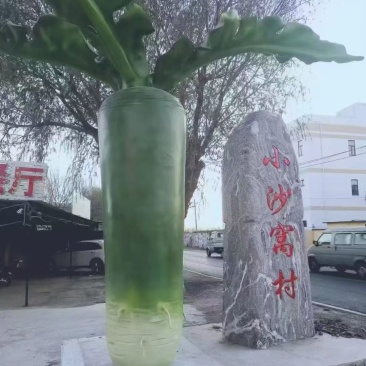 正宗沙窝萝卜