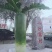 正宗沙窝萝卜