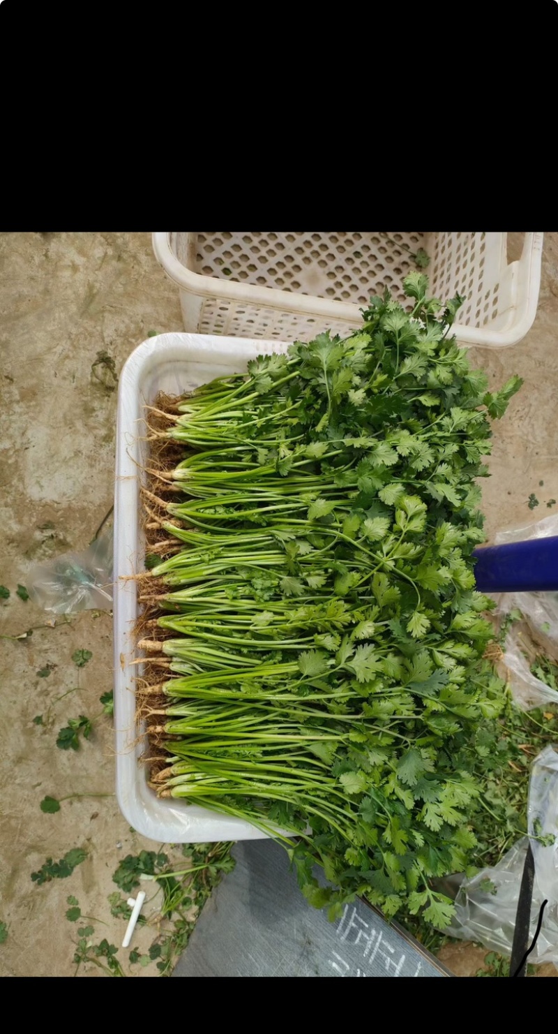 精品香菜