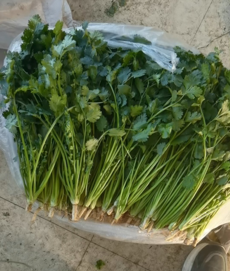 精品香菜