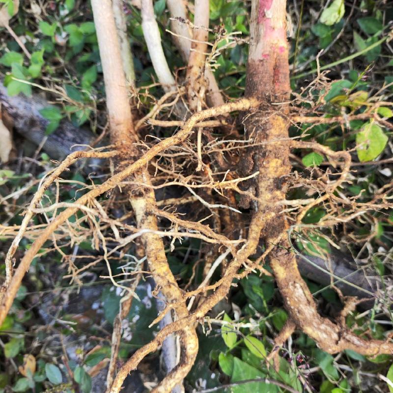野生药材蓖麻根红蓖麻红麻红杆蓖麻