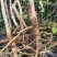 野生药材蓖麻根红蓖麻红麻红杆蓖麻