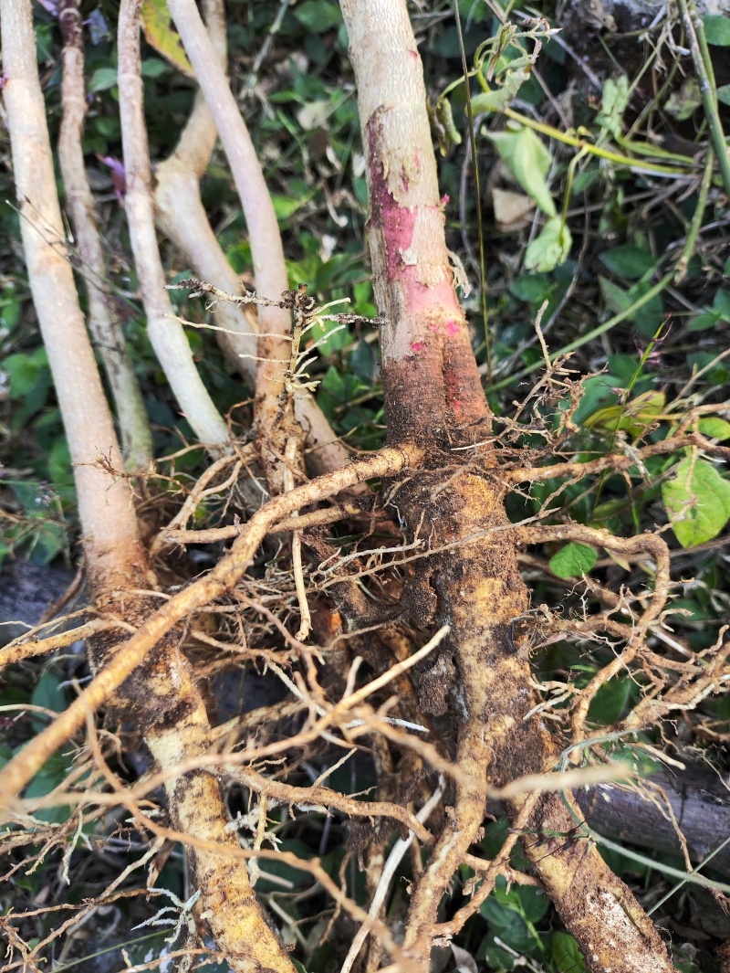 野生药材蓖麻根红蓖麻红麻红杆蓖麻