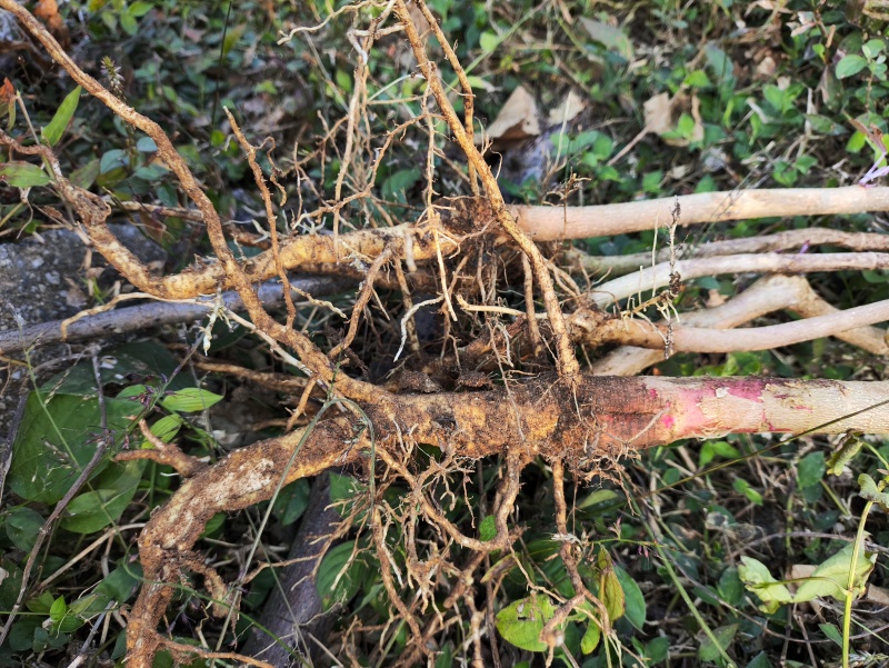 野生药材蓖麻根红蓖麻红麻红杆蓖麻