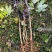 野生药材蓖麻根红蓖麻红麻红杆蓖麻