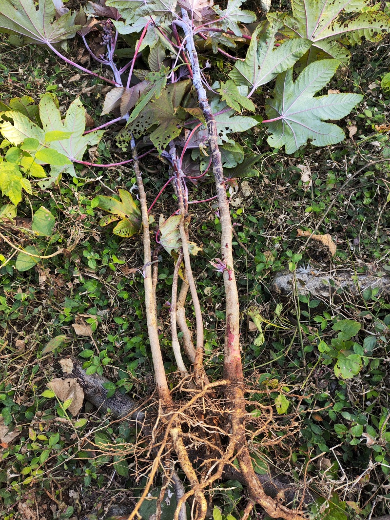野生药材蓖麻根红蓖麻红麻红杆蓖麻