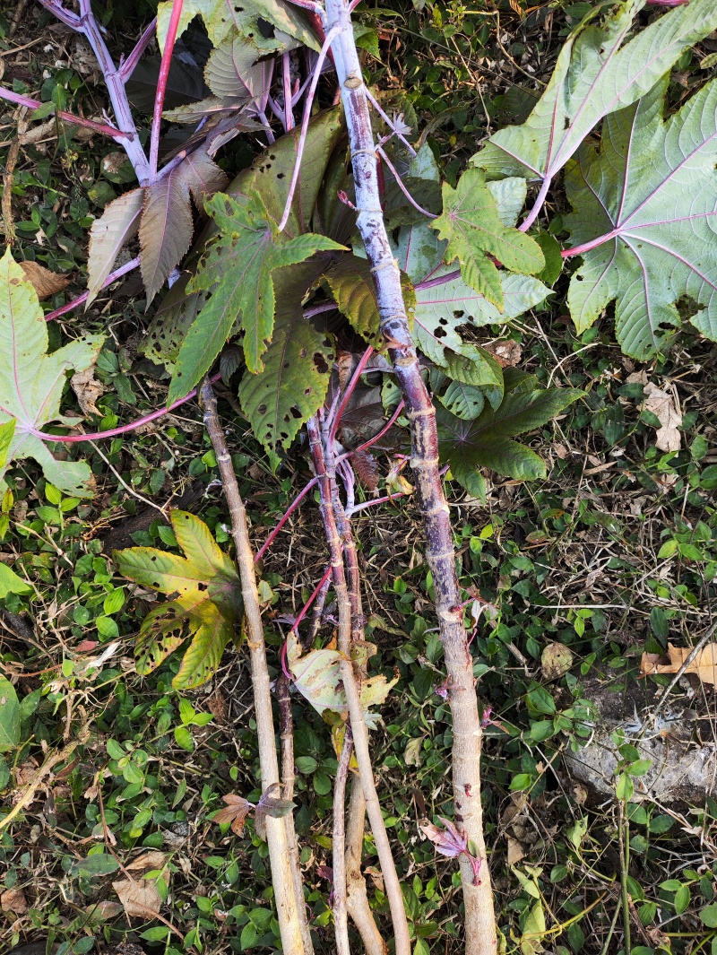 野生药材蓖麻根红蓖麻红麻红杆蓖麻