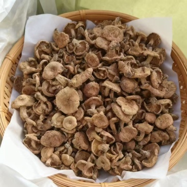 枞树菌菌干精品小朵