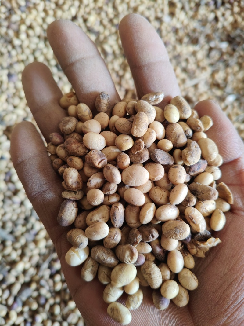 大量出售各种黄豆