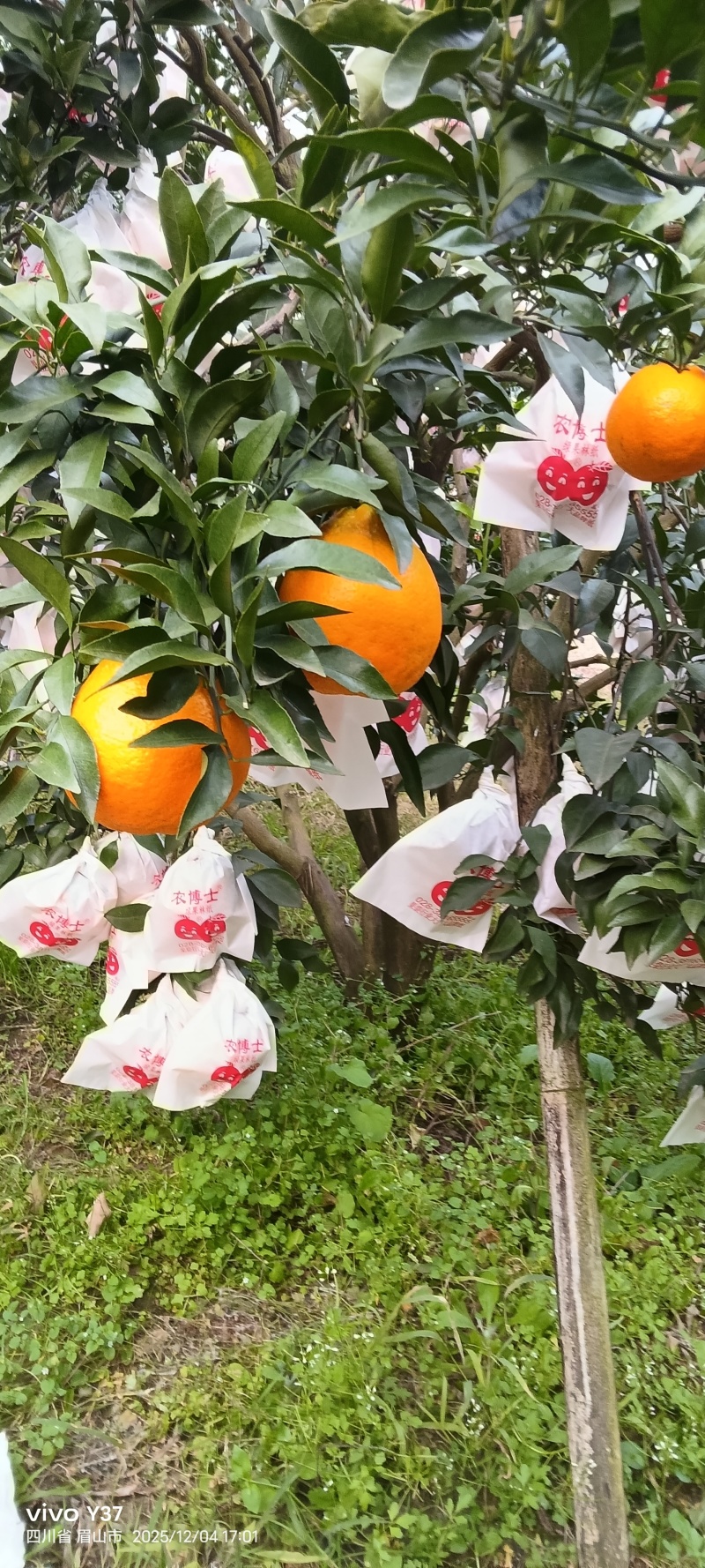 耙耙柑产自四川眉山仁寿县口感纯甜货品保正诚信第一支持视频