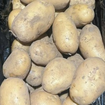 山东土豆荷兰十五！沃土！v7库存货开始出库供应代发