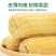 东北甜糯玉米一件代发