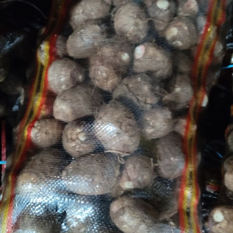 精品大球，中球，