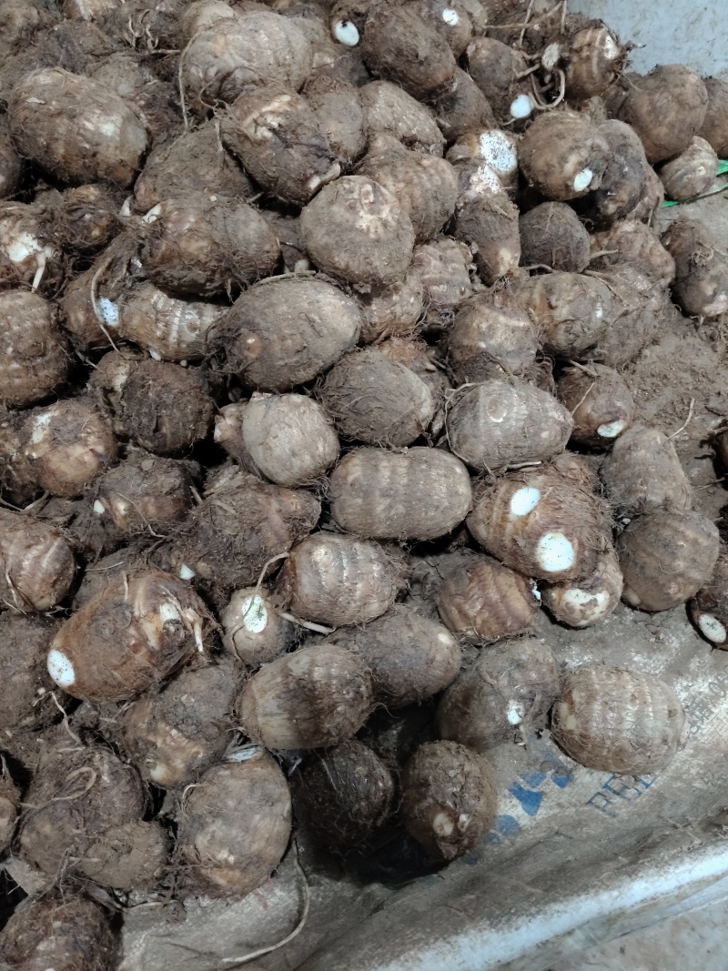 精品大球，中球，