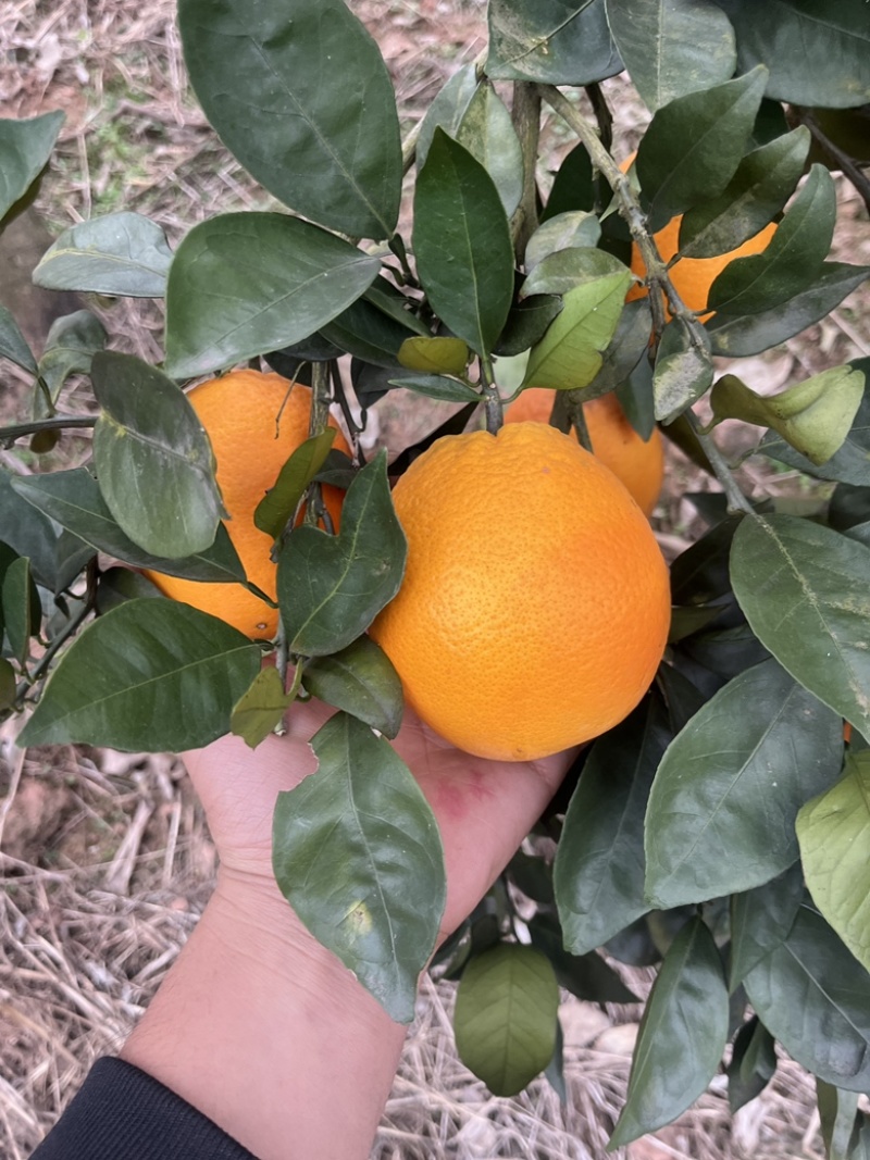 纽果尔