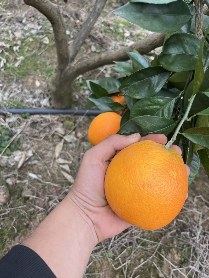 纽果尔