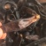 《水蛭》清水水蛭吊杆水蛭蚂蝗蚂蝗干水蛭聚源中药