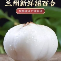 甘肃兰州农家自挖新鲜百合四颗一斤装批发价格