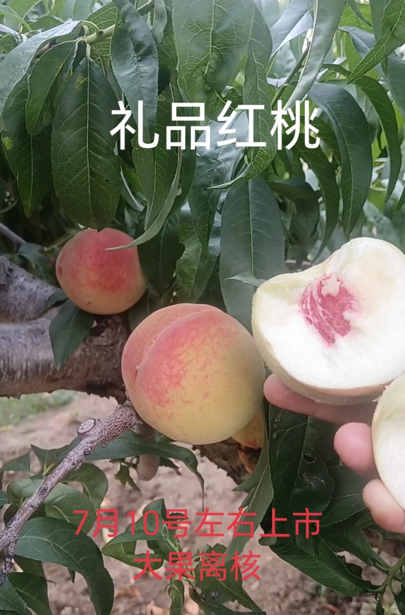离核早熟山东地区7月上旬成熟，大果离核红
