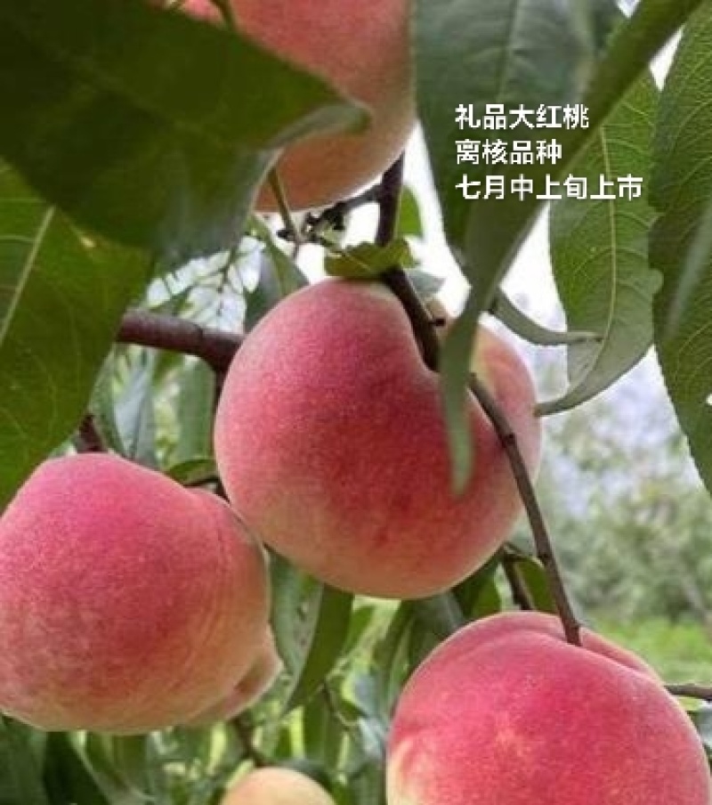 离核早熟山东地区7月上旬成熟，大果离核红