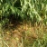 离核早熟山东地区7月上旬成熟，大果离核红