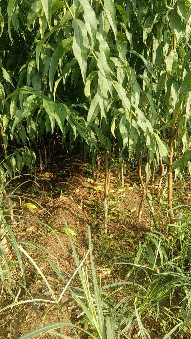 离核早熟山东地区7月上旬成熟，大果离核红