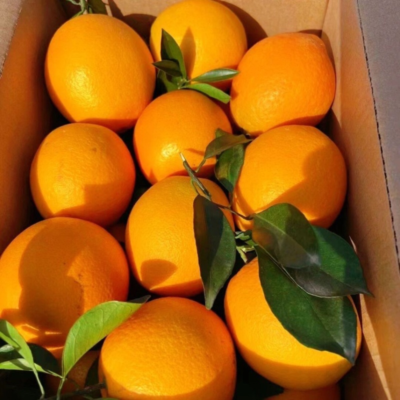 脐橙纽荷尔脐橙产地直发支持电商一件代发大量