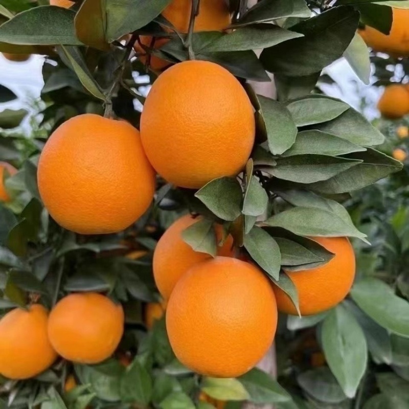 脐橙纽荷尔脐橙产地直发支持电商一件代发大量
