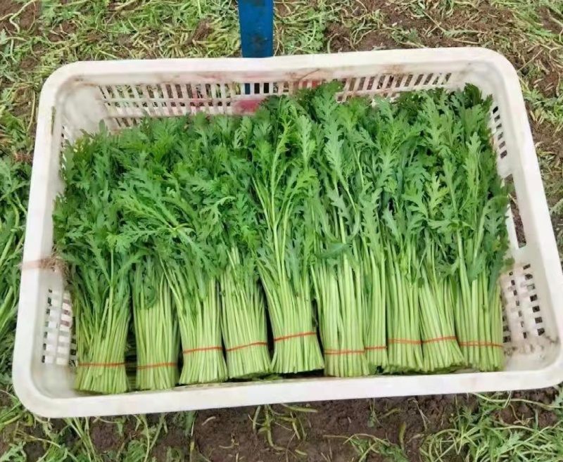 【精选】江苏茼蒿蒿子秆基地直供新鲜现货实力代发全