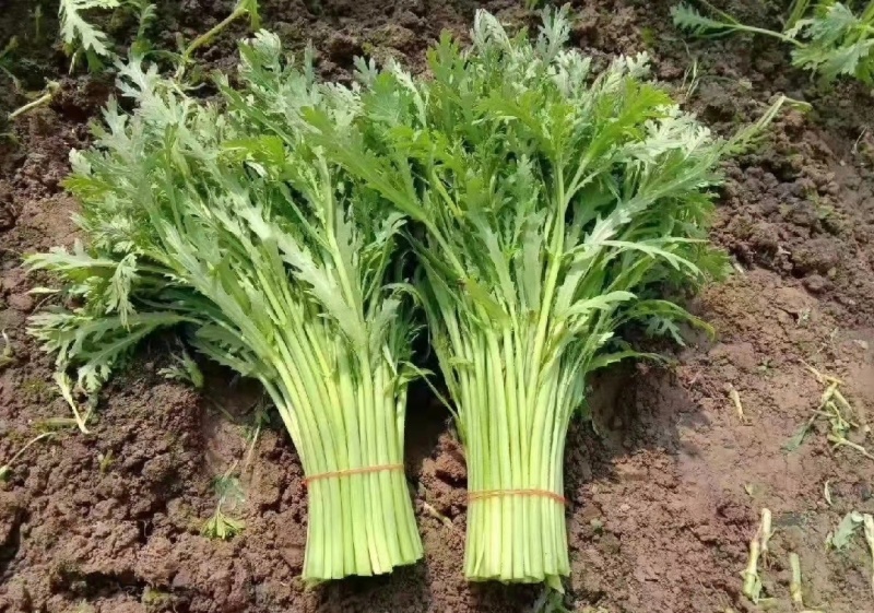 【精选】江苏茼蒿蒿子秆基地直供新鲜现货实力代发全