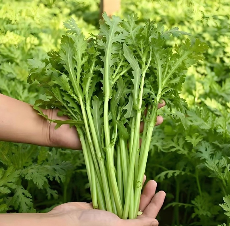 【精选】江苏茼蒿蒿子秆基地直供新鲜现货实力代发全