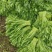 【精选】江苏茼蒿蒿子秆基地直供新鲜现货实力代发全