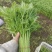 【精选】江苏茼蒿蒿子秆基地直供新鲜现货实力代发全
