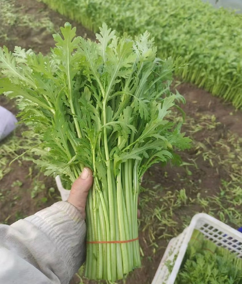 【精选】江苏茼蒿蒿子秆基地直供新鲜现货实力代发全