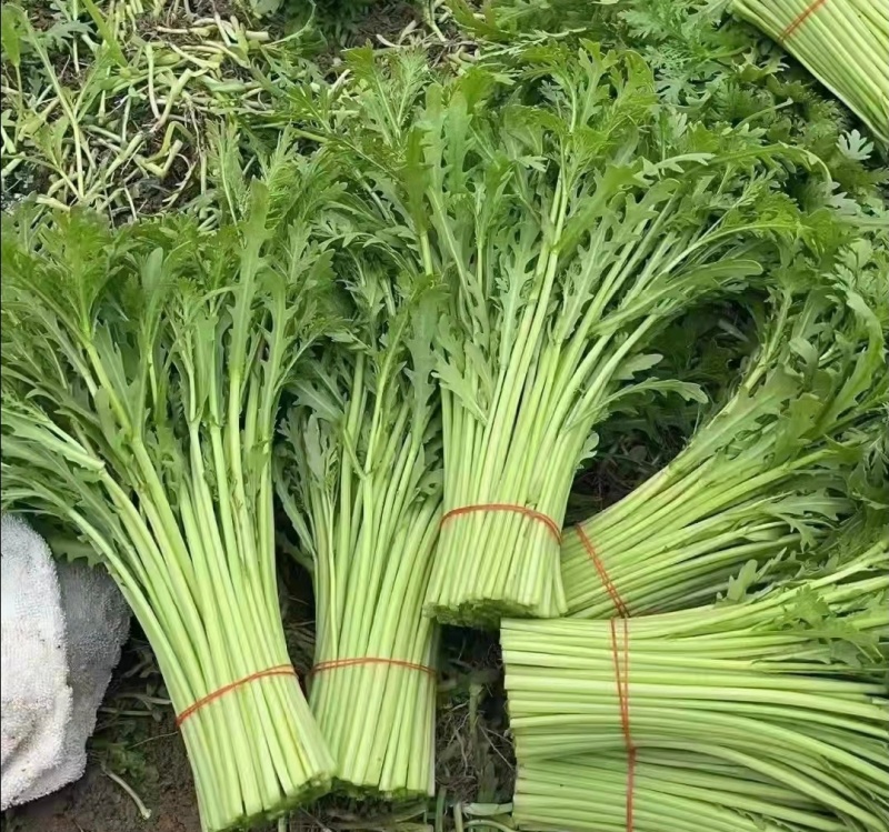 【精选】江苏茼蒿蒿子秆基地直供新鲜现货实力代发全