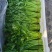 【精选】江苏茼蒿蒿子秆基地直供新鲜现货实力代发全