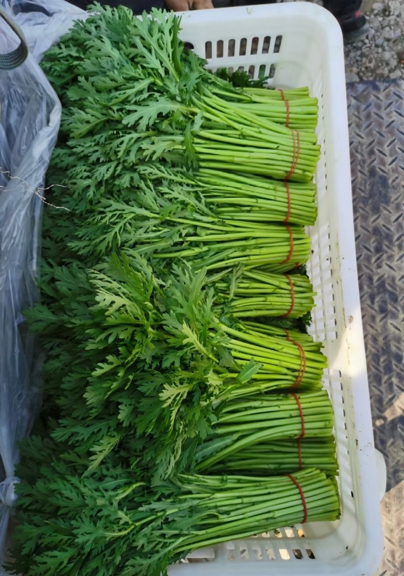 【精选】江苏茼蒿蒿子秆基地直供新鲜现货实力代发全