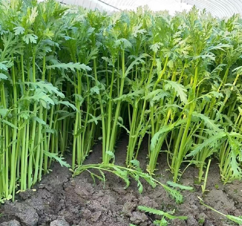 【精选】江苏茼蒿蒿子秆基地直供新鲜现货实力代发全