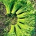 【精选】江苏茼蒿蒿子秆基地直供新鲜现货实力代发全