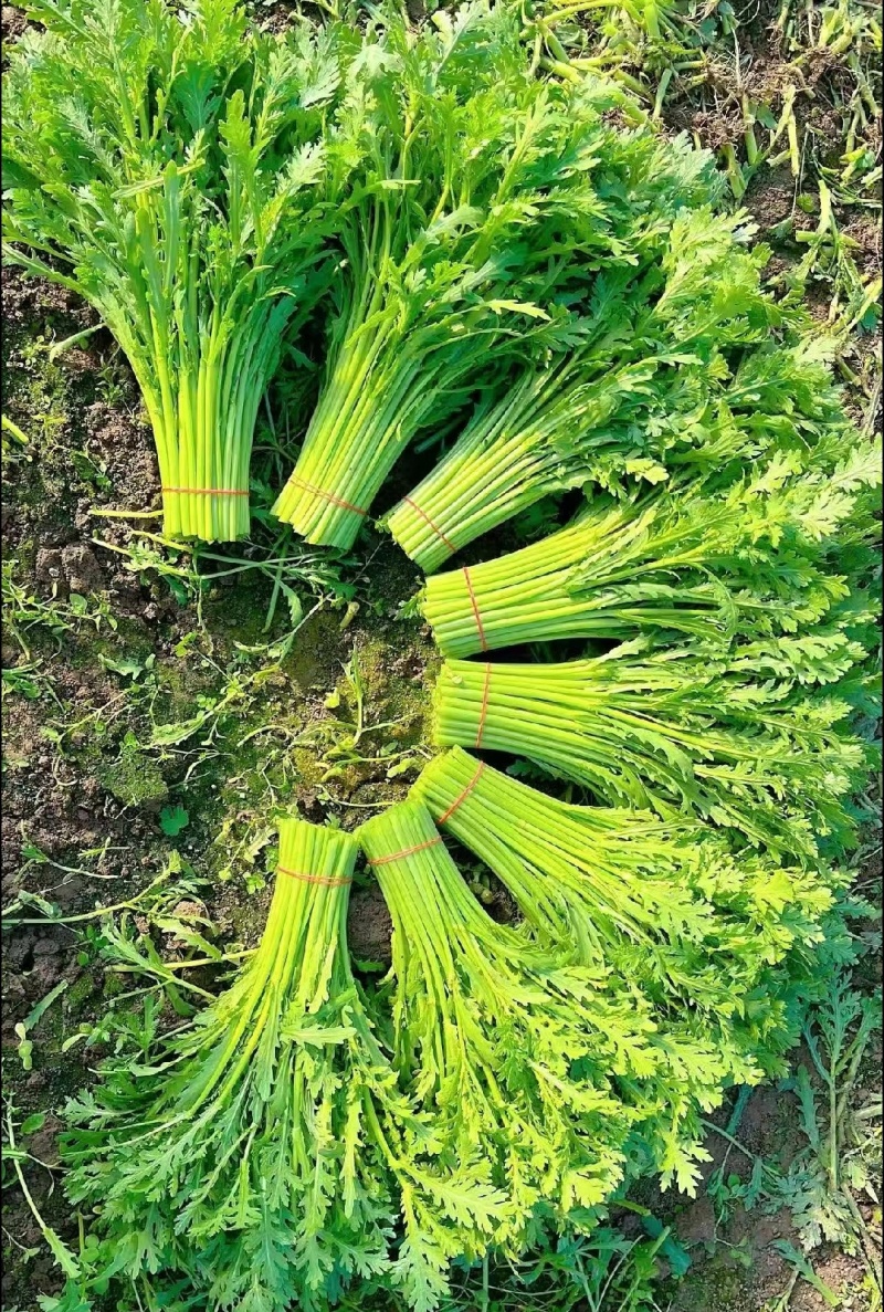 【精选】江苏茼蒿蒿子秆基地直供新鲜现货实力代发全