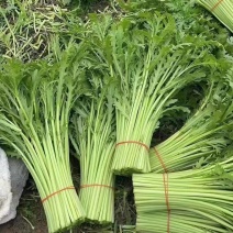 【精选】江苏茼蒿蒿子秆基地直供新鲜现货实力代发全